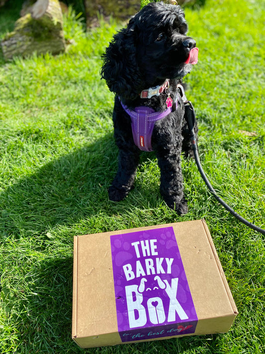 Dog subscription box with treats and toys