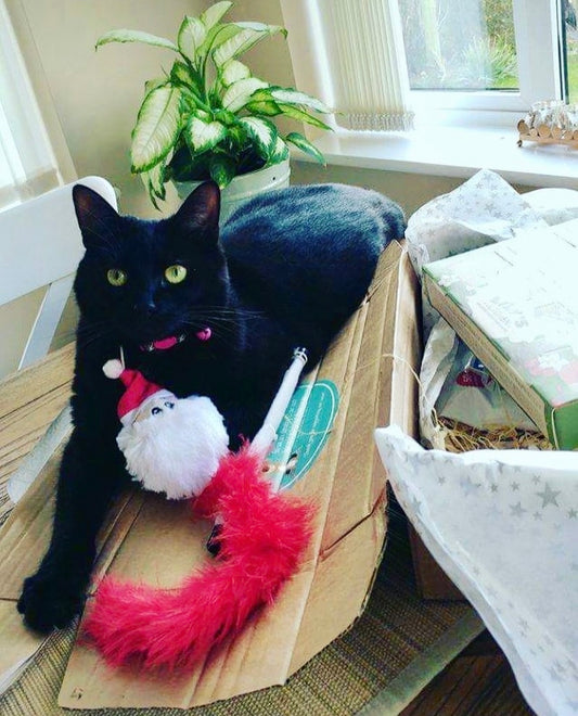 Cat sitting on the Barky monthly cat subscription box enjoying its toy