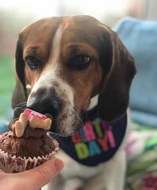 Beagle wearing a birthday bandana sniffing a dog cupcake with biscuit topper