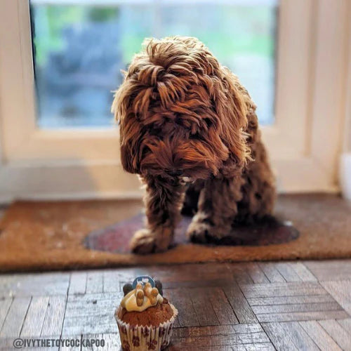 Fluffy pup with a fancy frosted dog cupcake — almost too cute to eat!