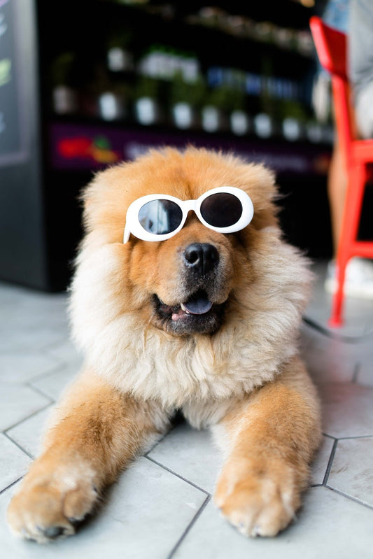 How to Keep Your Dog Cool This Summer (Without Air Conditioning)