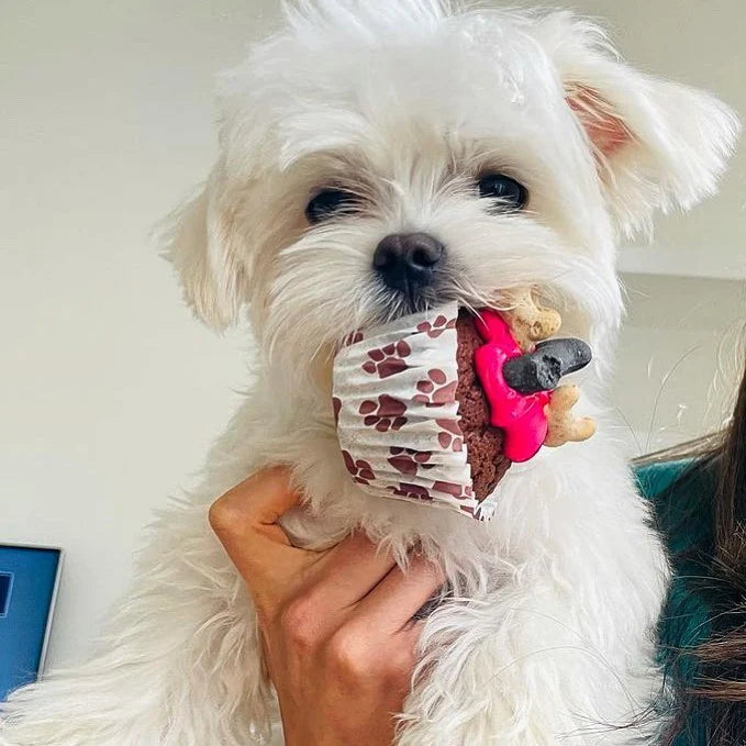 Small white dog holding a decorated pupcake with pink icing and biscuit bone topper
