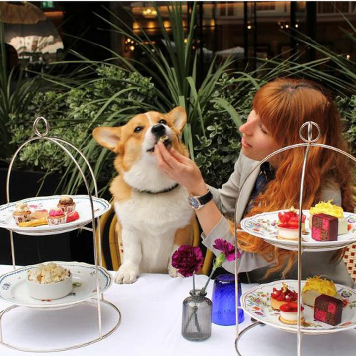 Corgi enjoying afternoon tea with a woman at a pet-friendly café, surrounded by fancy treats