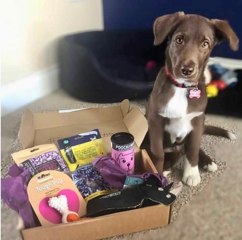 a adorable dog beside BarkyBox with treats and toys on fluffy blanket