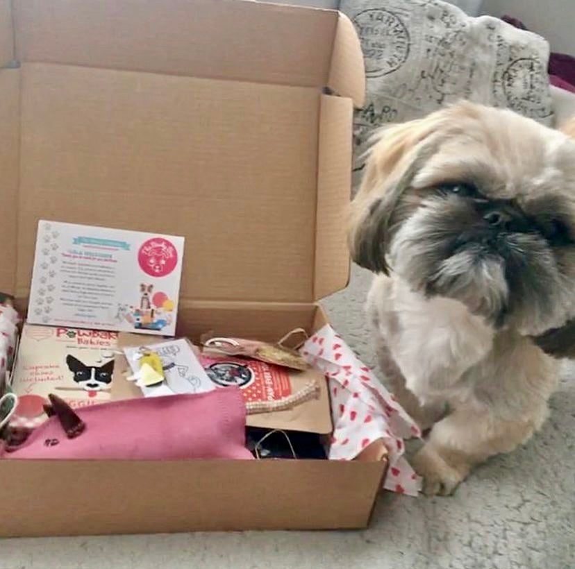 Happy dog next to BarkyBox filled with colourful plush toys, treats, and Pawsecco pet drink