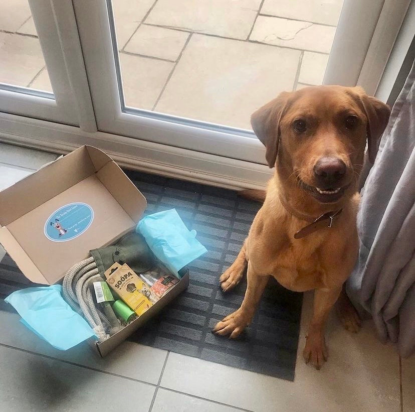 Smiling Labrador sitting beside BarkyBox filled with treats and rope toy near patio doors