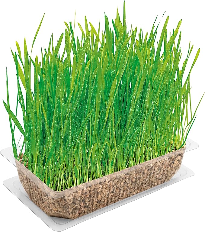 Vitakraft Cat Grass 120g