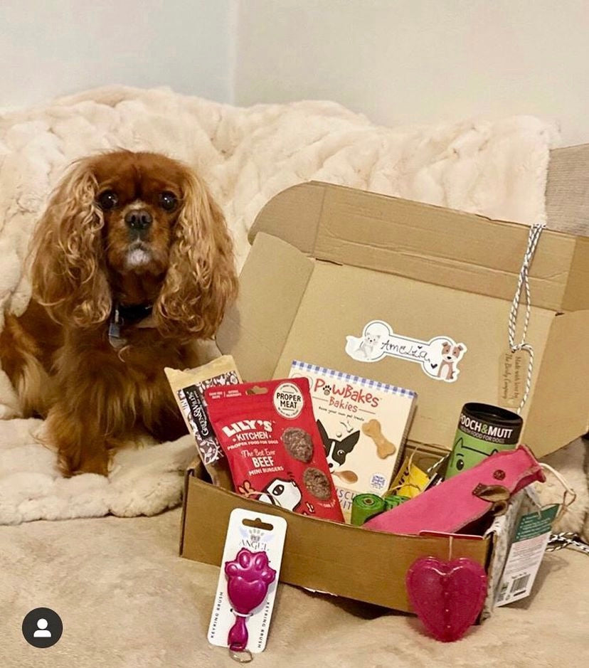 Cavalier King Charles spaniel sitting beside BarkyBox filled with personalised dog treats and toys