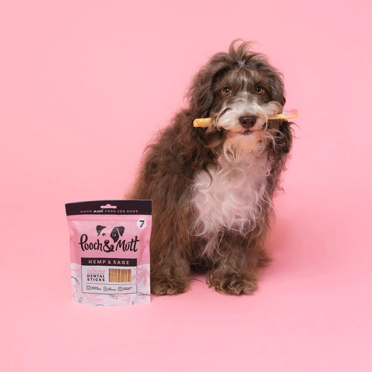 Dog holding a Pooch & Mutt calming dental stick, sitting next to a hemp and sage dental treat pouch on a pink background