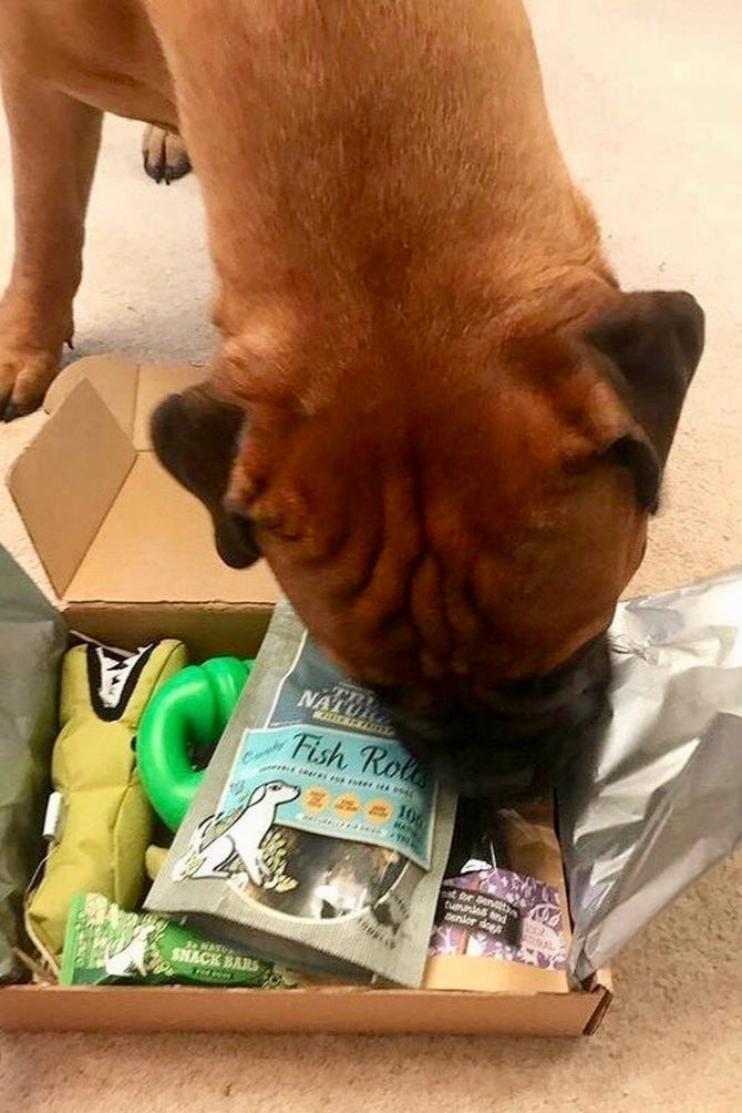 Boxer dog sniffing inside an open BarkyBox filled with natural treats and enrichment toys