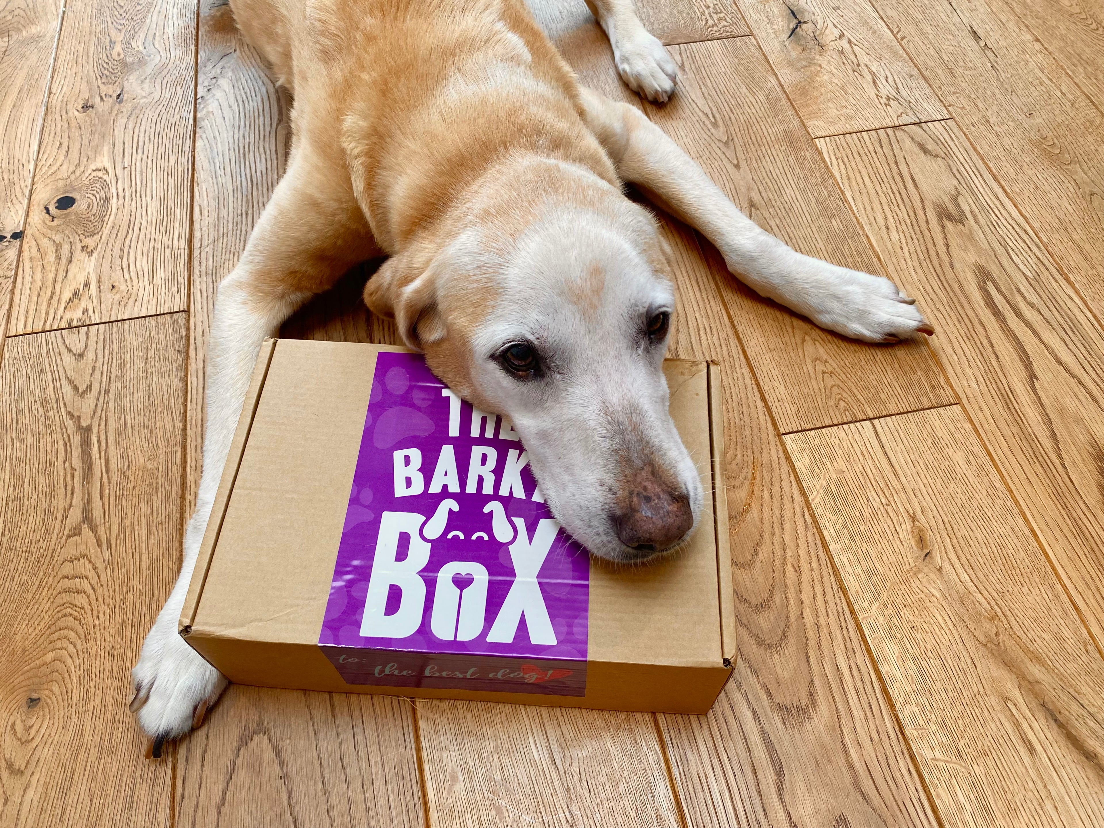 Dog with a monthly BarkyBox full of natural treats and chew toys.