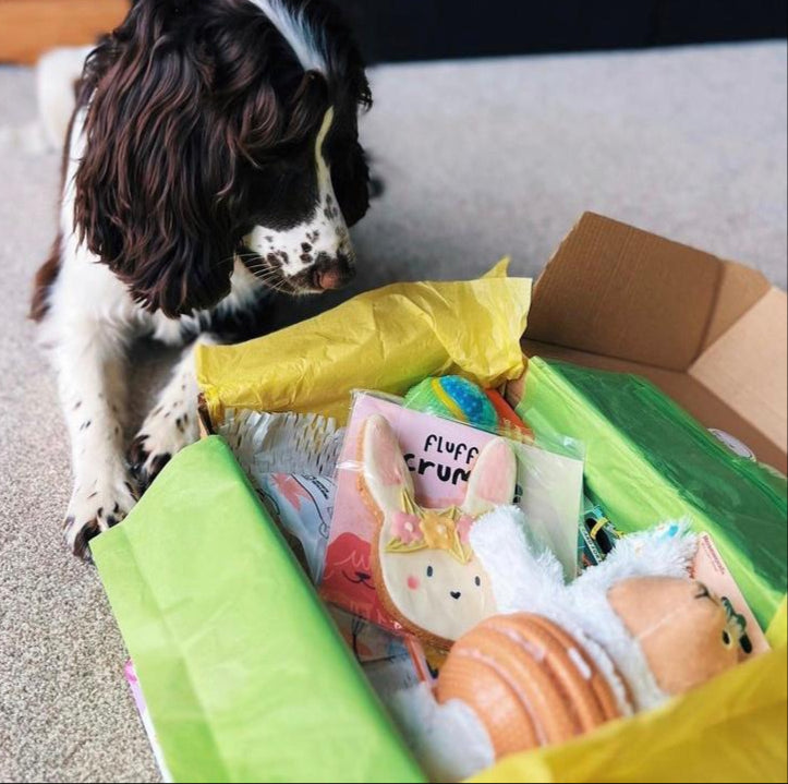 Springer spaniel next to open BarkyBox filled with colourful dog treats and toys