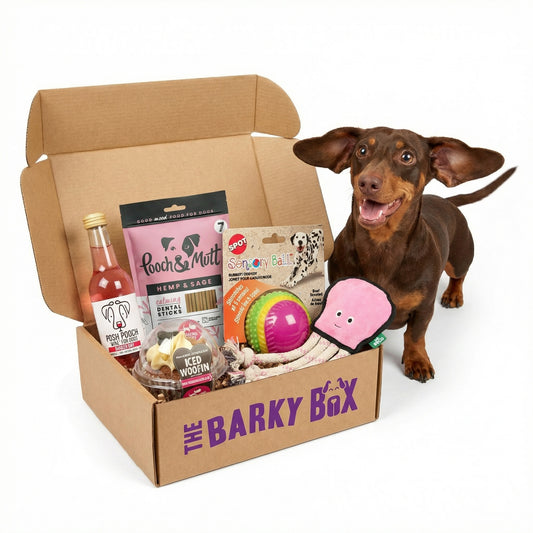 Dog standing next to Barky monthly dog subscription box very excited